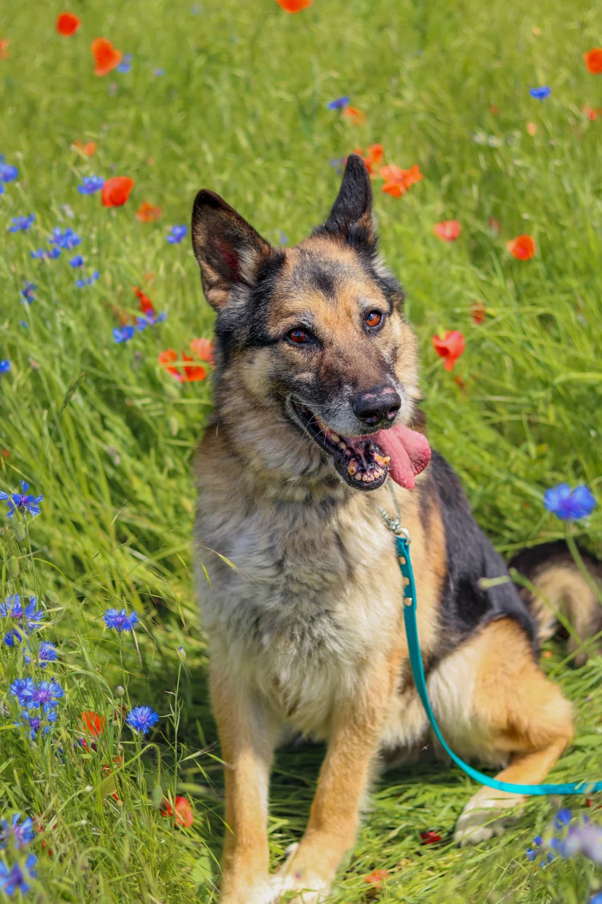 pies, male 6yo Mixed Breed for adoption at Fundacja Kejtersi, Poznań
