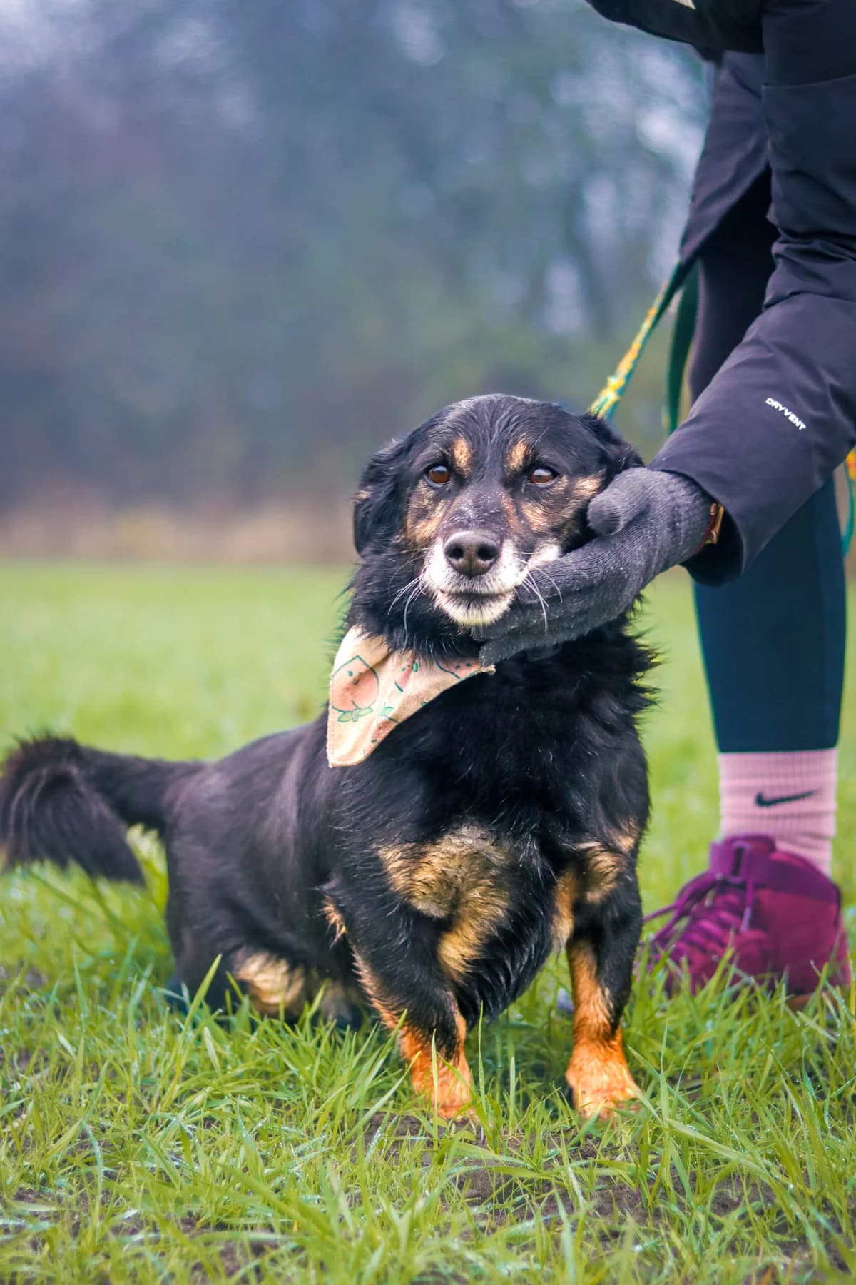 Pies, male Mixed Breed for adoption at Fundacja Kejtersi, Poznań