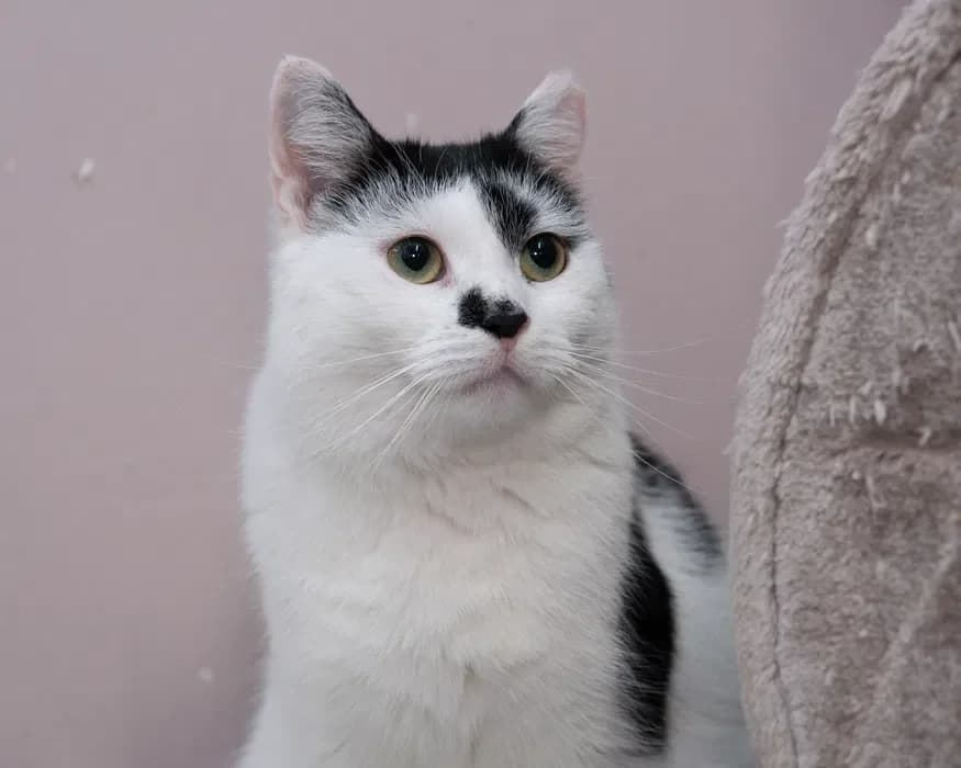 Literka, female 6yo Mixed Breed for adoption at Fundacja Pomocy Zwierzętom Kłębek