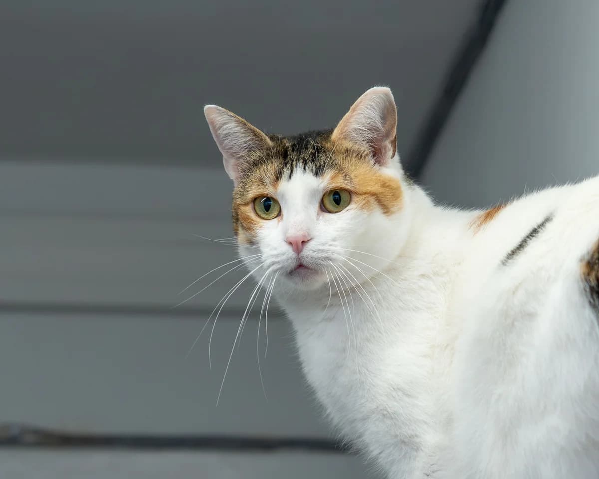 Misia, female 4yo Mixed Breed for adoption at Fundacja Pomocy Zwierzętom Kłębek