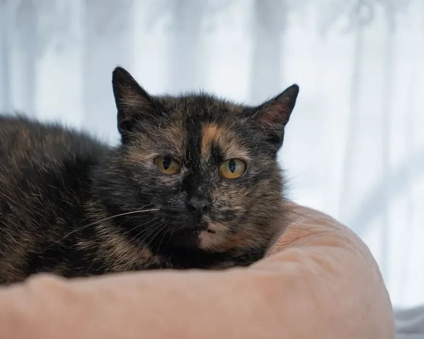 Zola, female 5yo Mixed Breed for adoption at Fundacja Pomocy Zwierzętom Kłębek