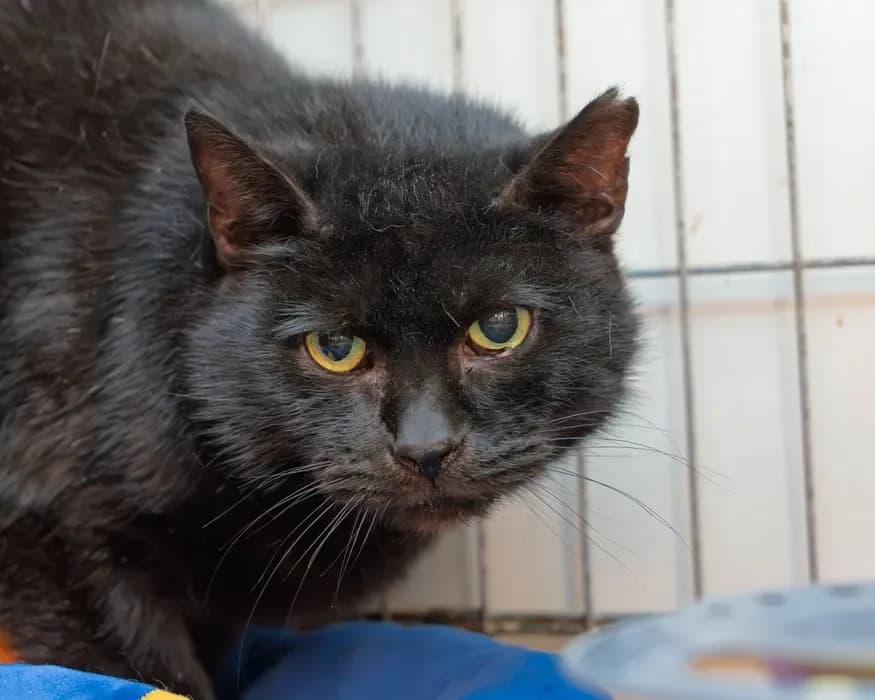 Stokrotka, female senior Mixed Breed for adoption at Fundacja Pomocy Zwierzętom Kłębek