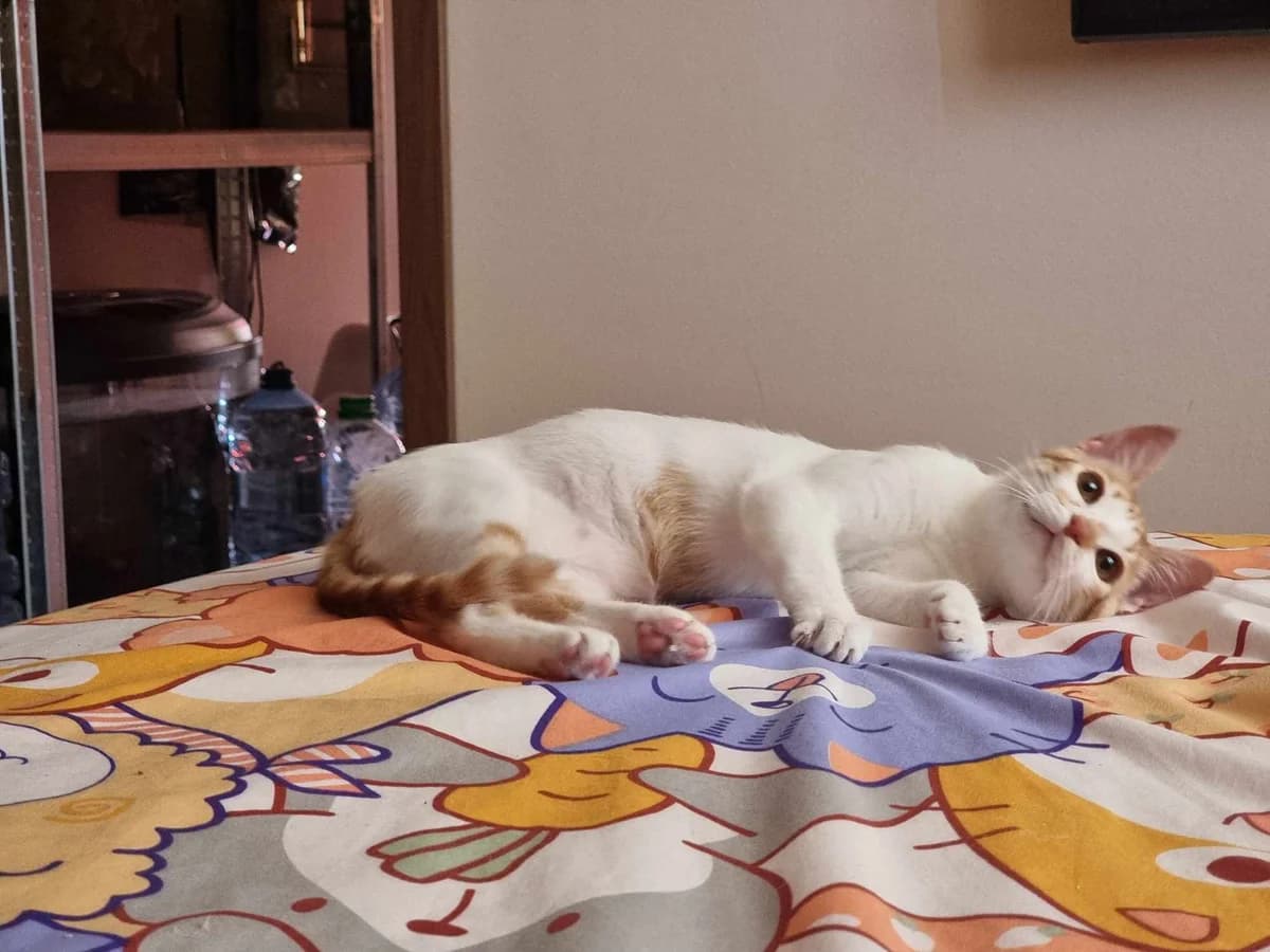 Akito - rezydent, male 3yo Mixed Breed for adoption at Koci Patrol