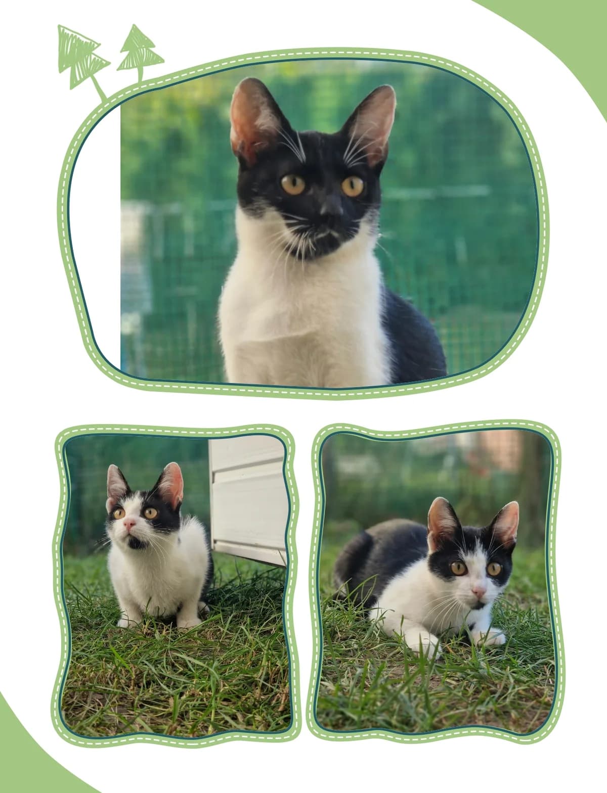 Figaro, Fredzia, Fuksja, female young Mixed Breed for adoption at Koci Patrol