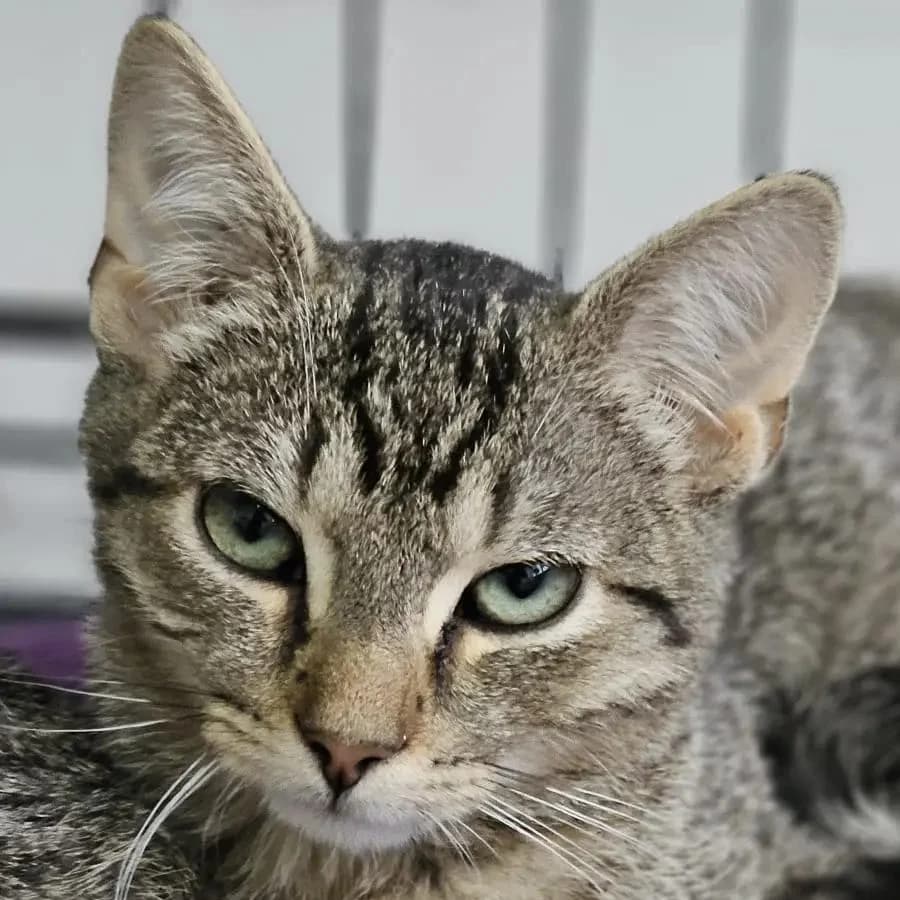 Flavio, Mixed Breed (Fundacja Koci Zakątek)