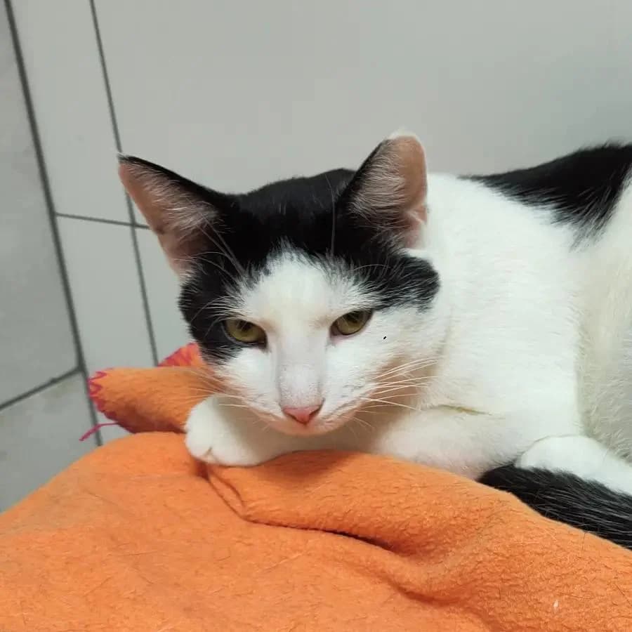 Klopsik, Mixed Breed (Fundacja Koci Zakątek)