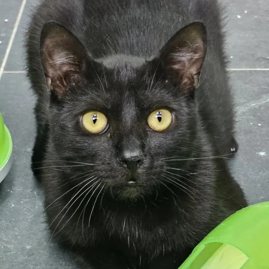 Pieprzyk, Mixed Breed (Fundacja Koci Zakątek)