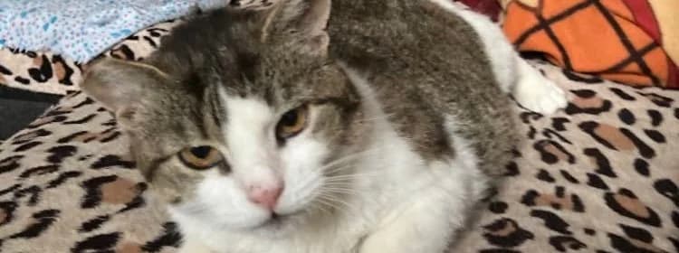 fiona – ostatnia uchodźczyni ma dom,  senior Mixed Breed for adoption at Fundacja Kocia Mama, Lodz