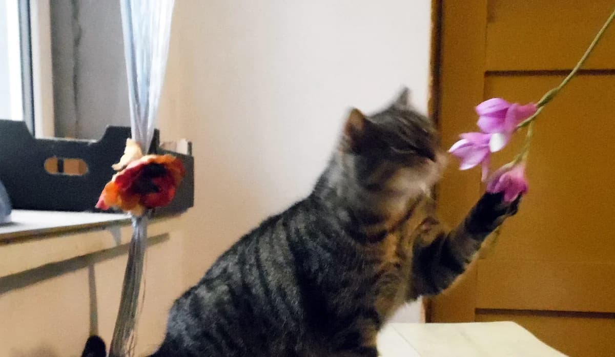 Szarotka znalazła dom, female Mixed Breed for adoption at Fundacja Kocia Mama, Lodz