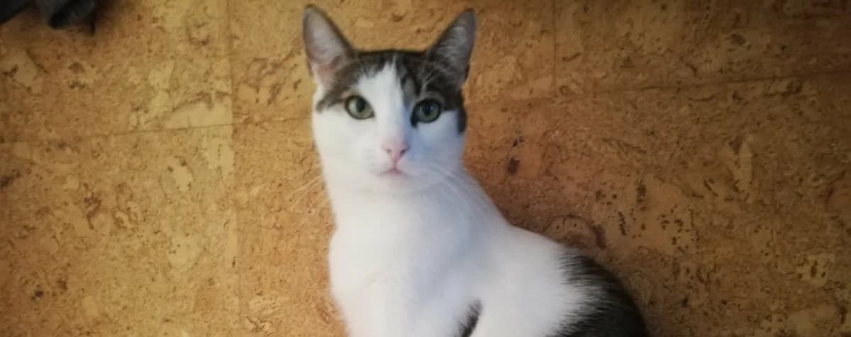 nutka spoza fundacji szuka domu, female senior Mixed Breed for adoption at Fundacja Kocia Mama, Lodz