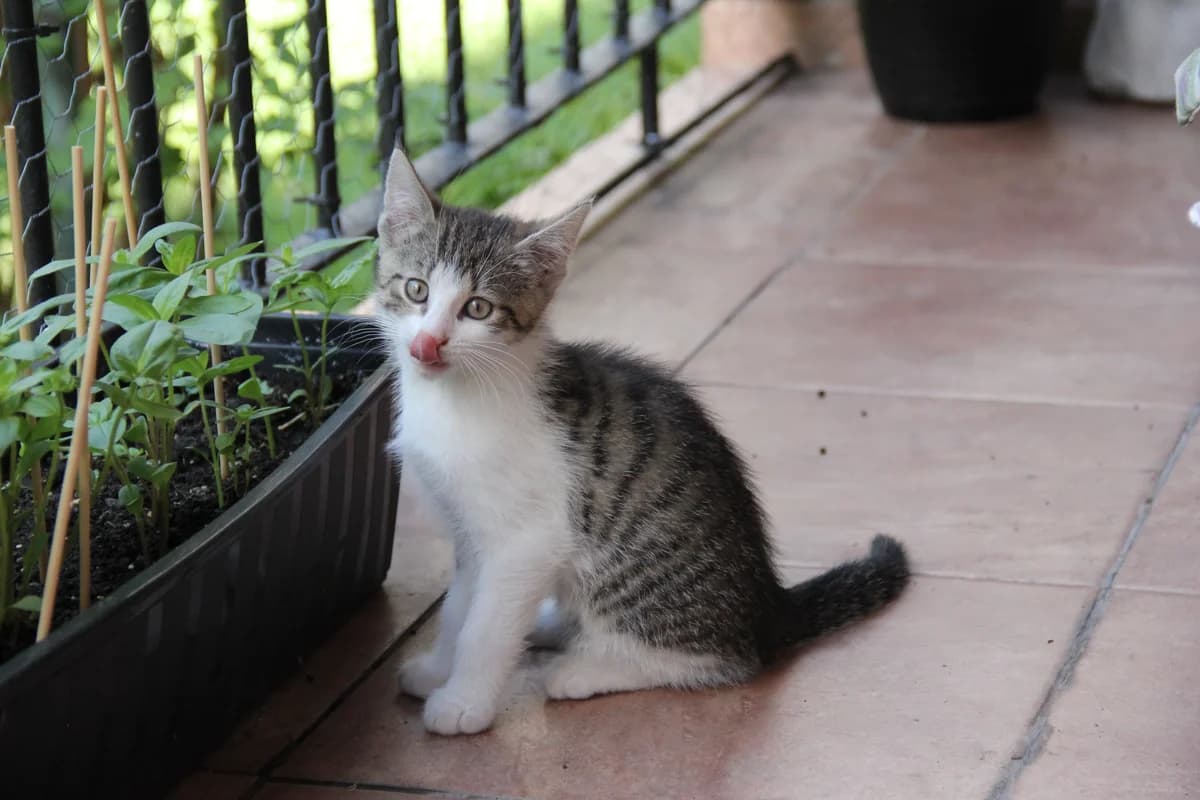 Dasti do adopcji, male Mixed Breed for adoption at Fundacja Kocia Mama, Lodz