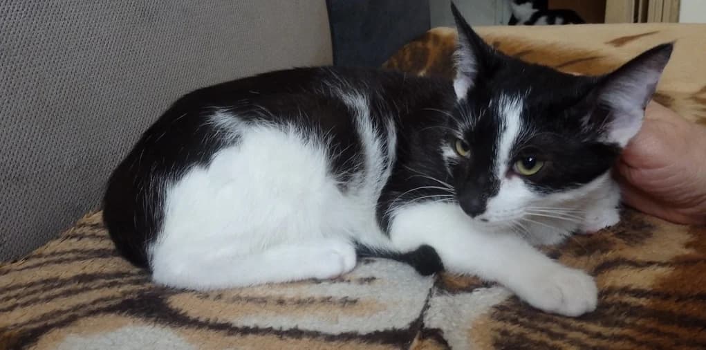 Malinka ma dom, female Mixed Breed for adoption at Fundacja Kocia Mama, Lodz