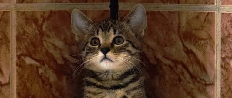 Trzeci ma dom, male Mixed Breed for adoption at Fundacja Kocia Mama, Lodz