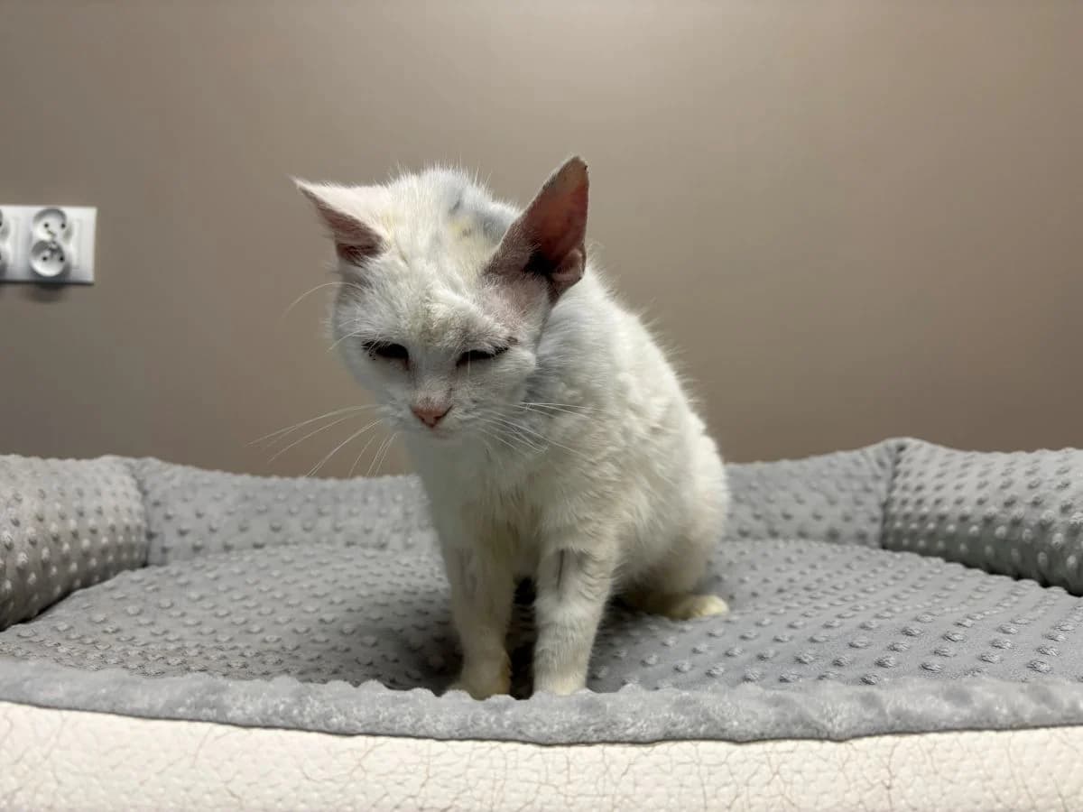 beza, female senior Mixed Breed for adoption at Fundacja Kociamama