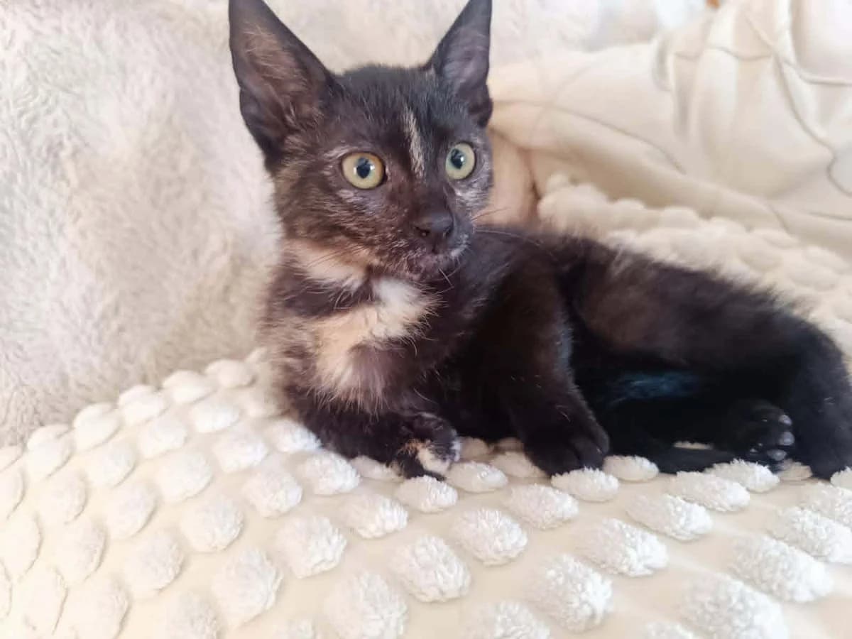 nimfa, female puppy Mixed Breed for adoption at Fundacja Kociamama