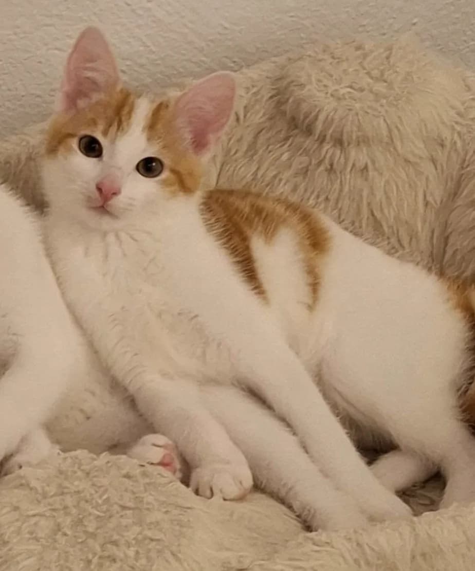 Amorka, female Mixed Breed for adoption at Kotella