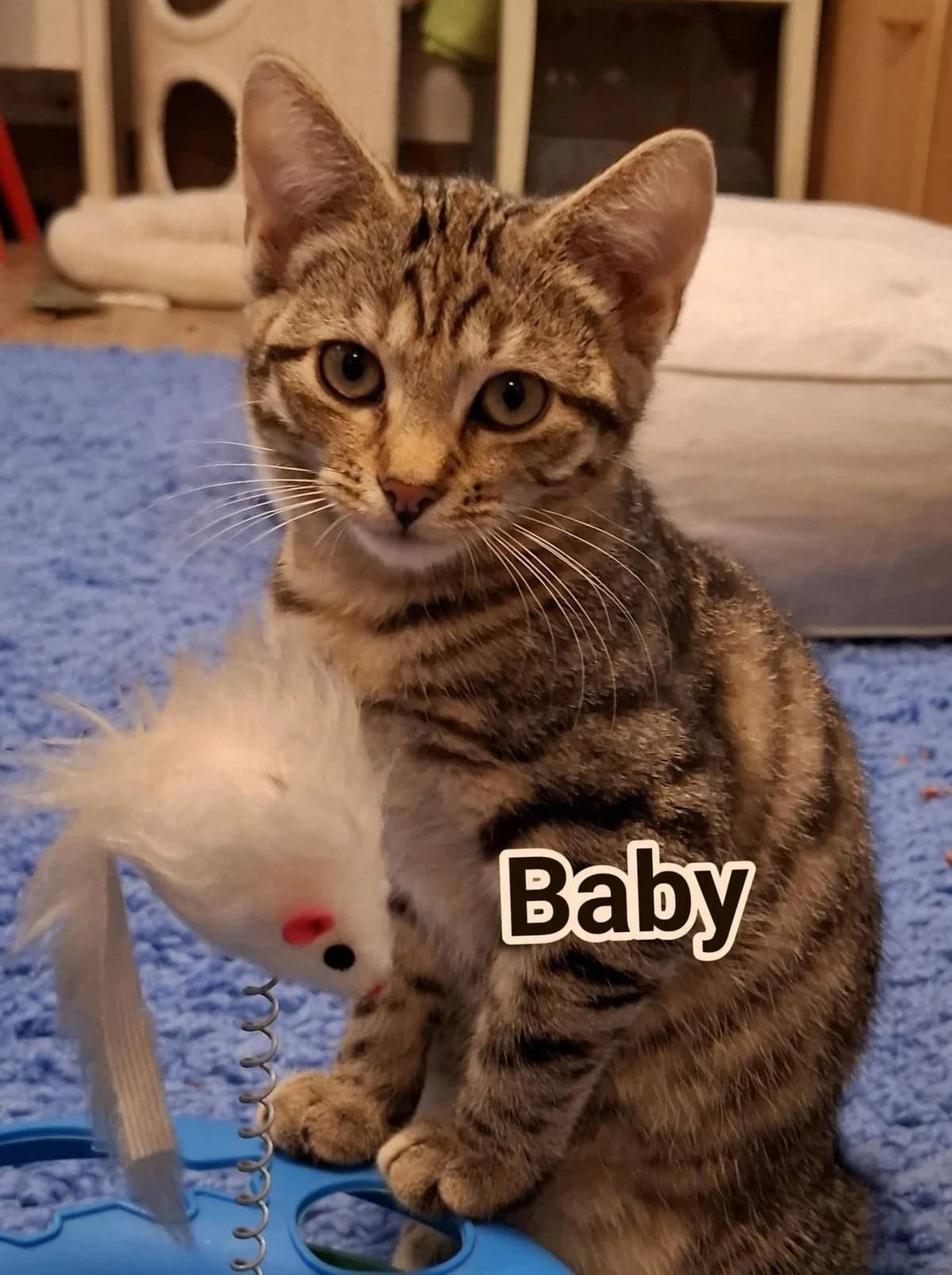 Baby, female Mixed Breed for adoption at Kotella