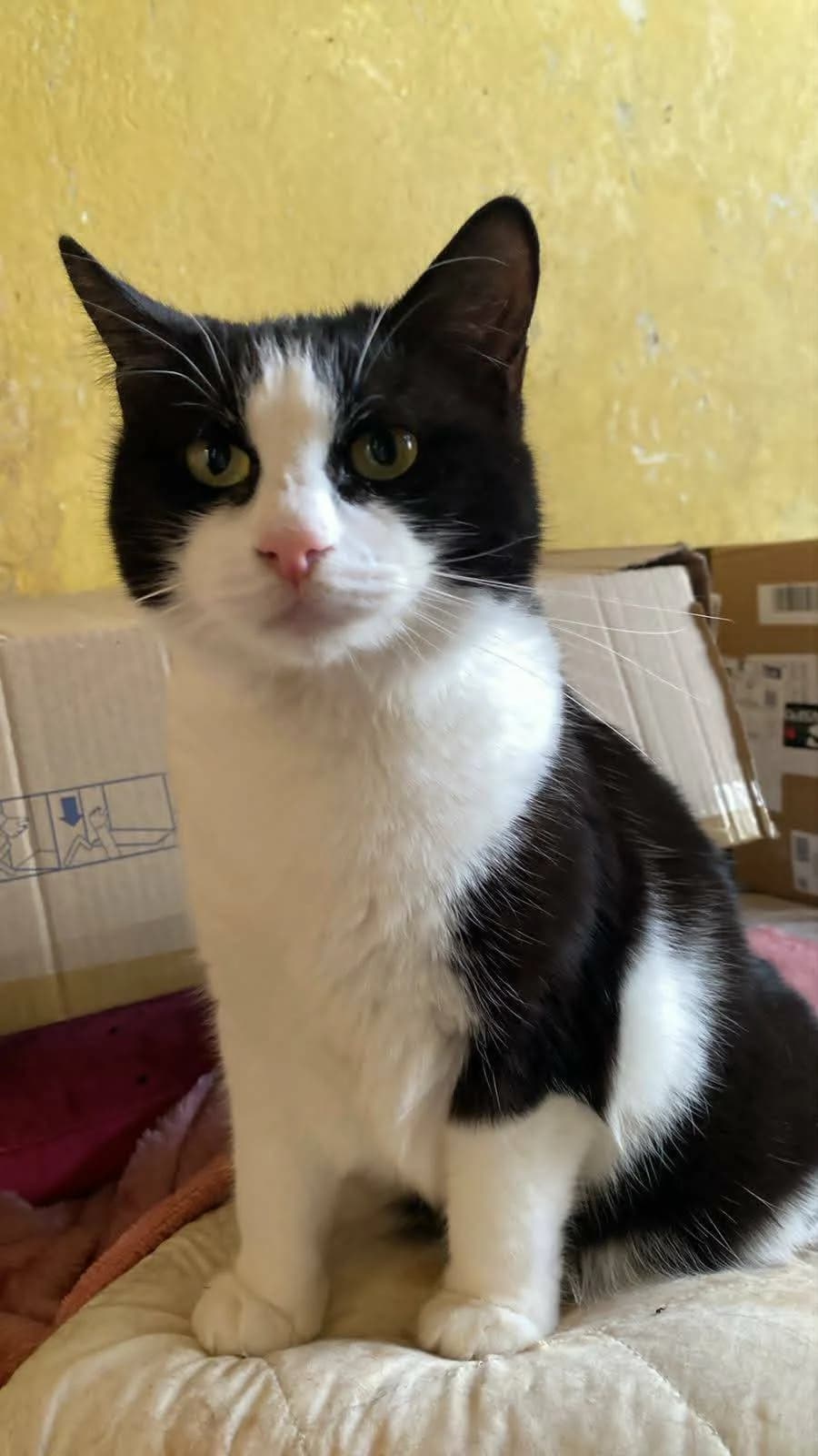 Balbina, female 4yo Mixed Breed for adoption at Kotella