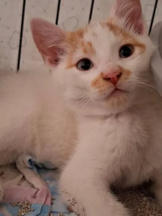Harrison Ford, male Mixed Breed for adoption at Kotella