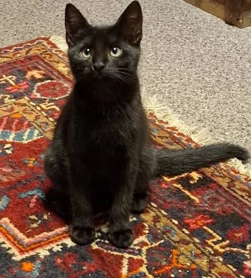 Jane Fonda, male Mixed Breed for adoption at Kotella