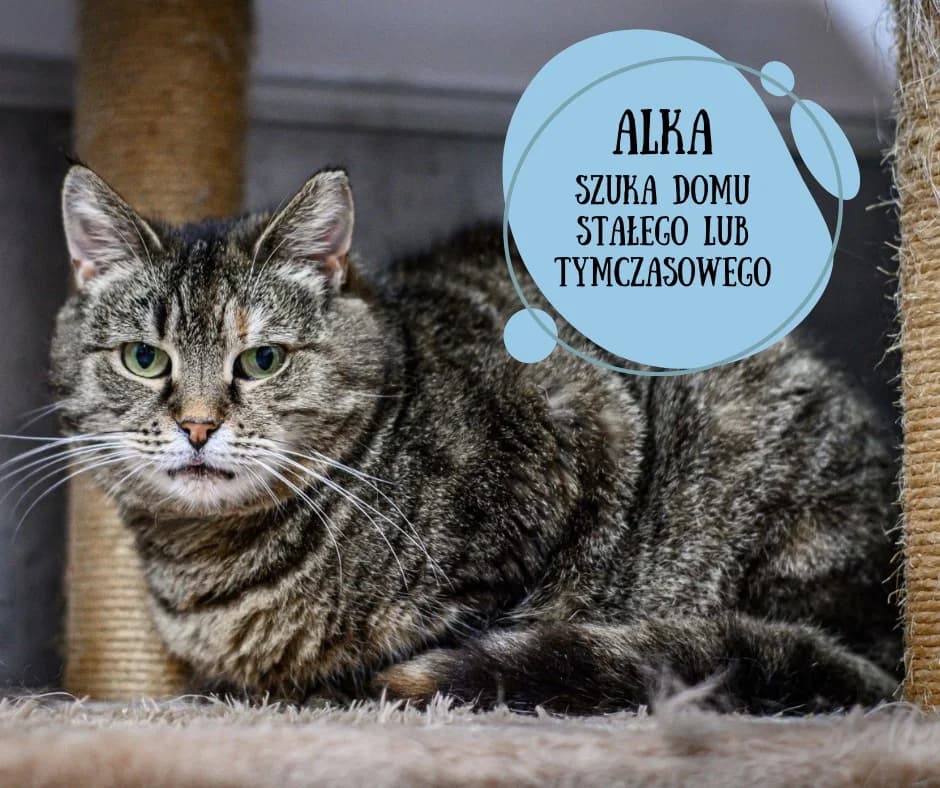 ALKA, female 7yo Mixed Breed for adoption at Fundacja KOTIKOWO