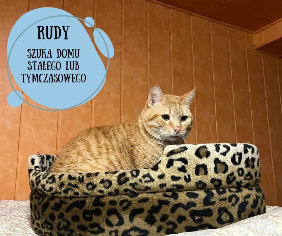 Rudy, male 5yo Mixed Breed for adoption at Fundacja KOTIKOWO