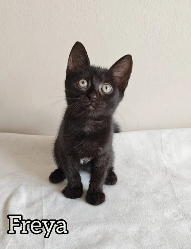 Freya,  Mixed Breed for adoption at Koty Spod Bloku