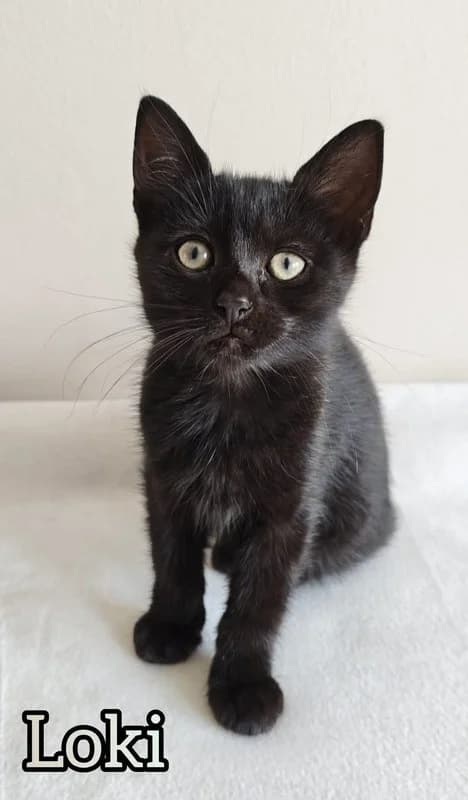 Loki,  Mixed Breed for adoption at Koty Spod Bloku