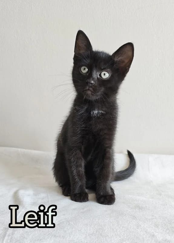 Leif,  Mixed Breed for adoption at Koty Spod Bloku