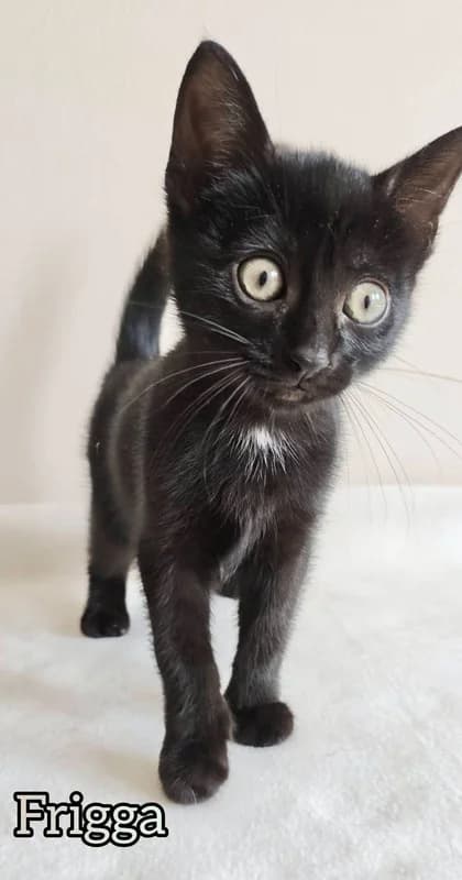 Frigga, female Mixed Breed for adoption at Koty Spod Bloku