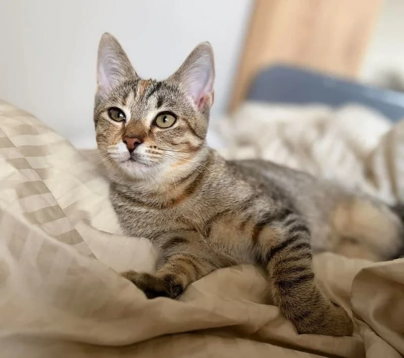 Lukrecja, female Mixed Breed for adoption at Koty Spod Bloku