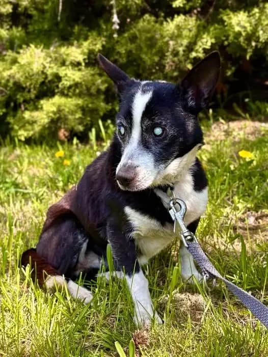 Adela,  senior Mixed Breed for adoption at Schronisko dla Zwierząt RSOZ w Rzeszowie, Rzeszów
