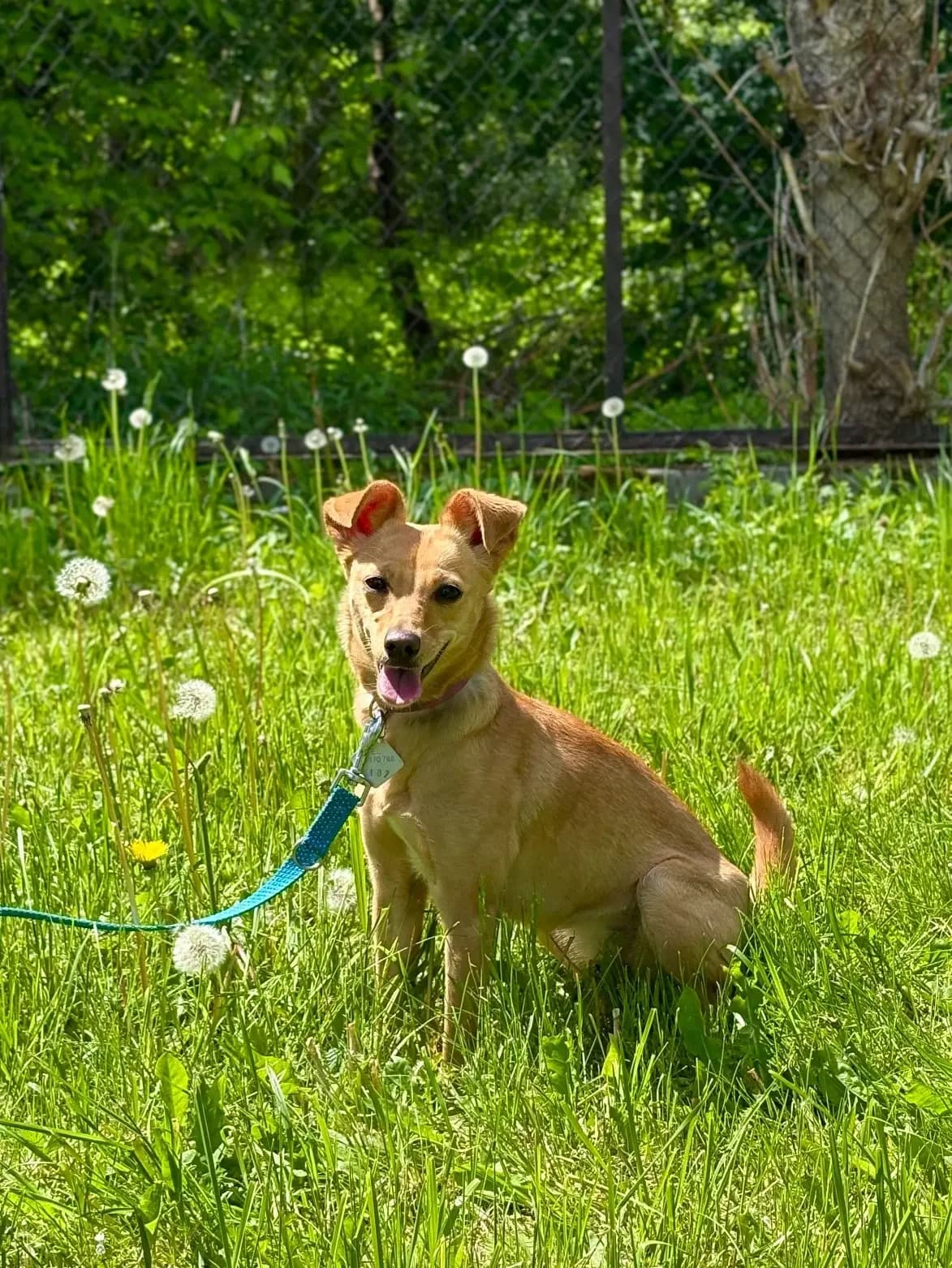 Agrafka, Mixed Breed (Schronisko dla Zwierząt RSOZ w Rzeszowie)