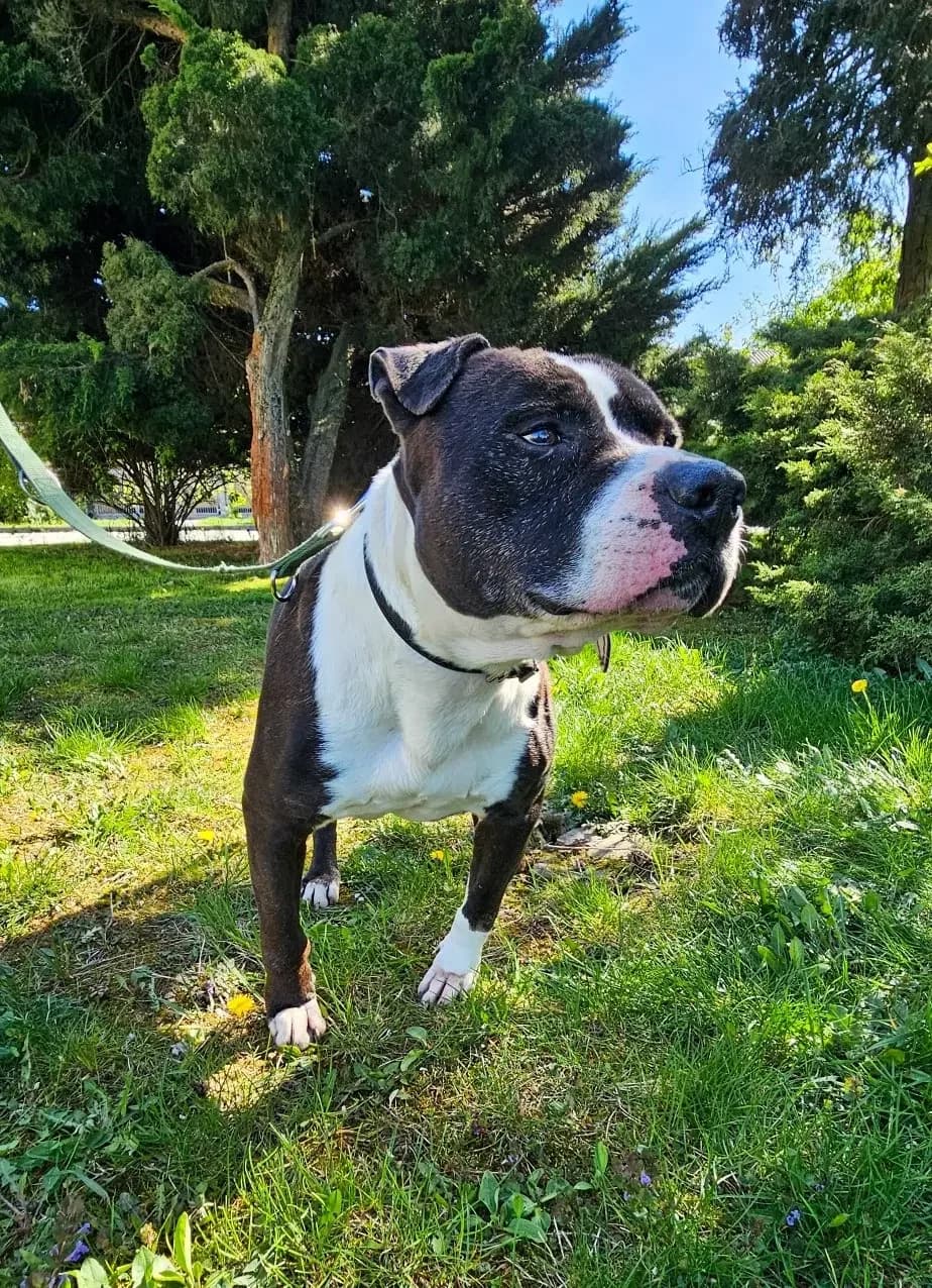 Amadeusz, male Mixed Breed for adoption at Schronisko dla Zwierząt RSOZ w Rzeszowie, Rzeszów