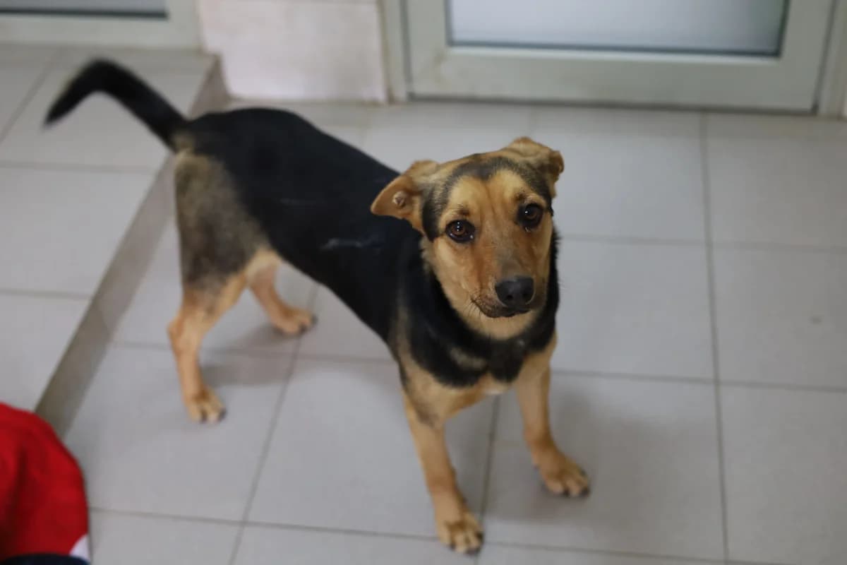 Amik, male Mixed Breed for adoption at Schronisko dla Zwierząt RSOZ w Rzeszowie, Rzeszów