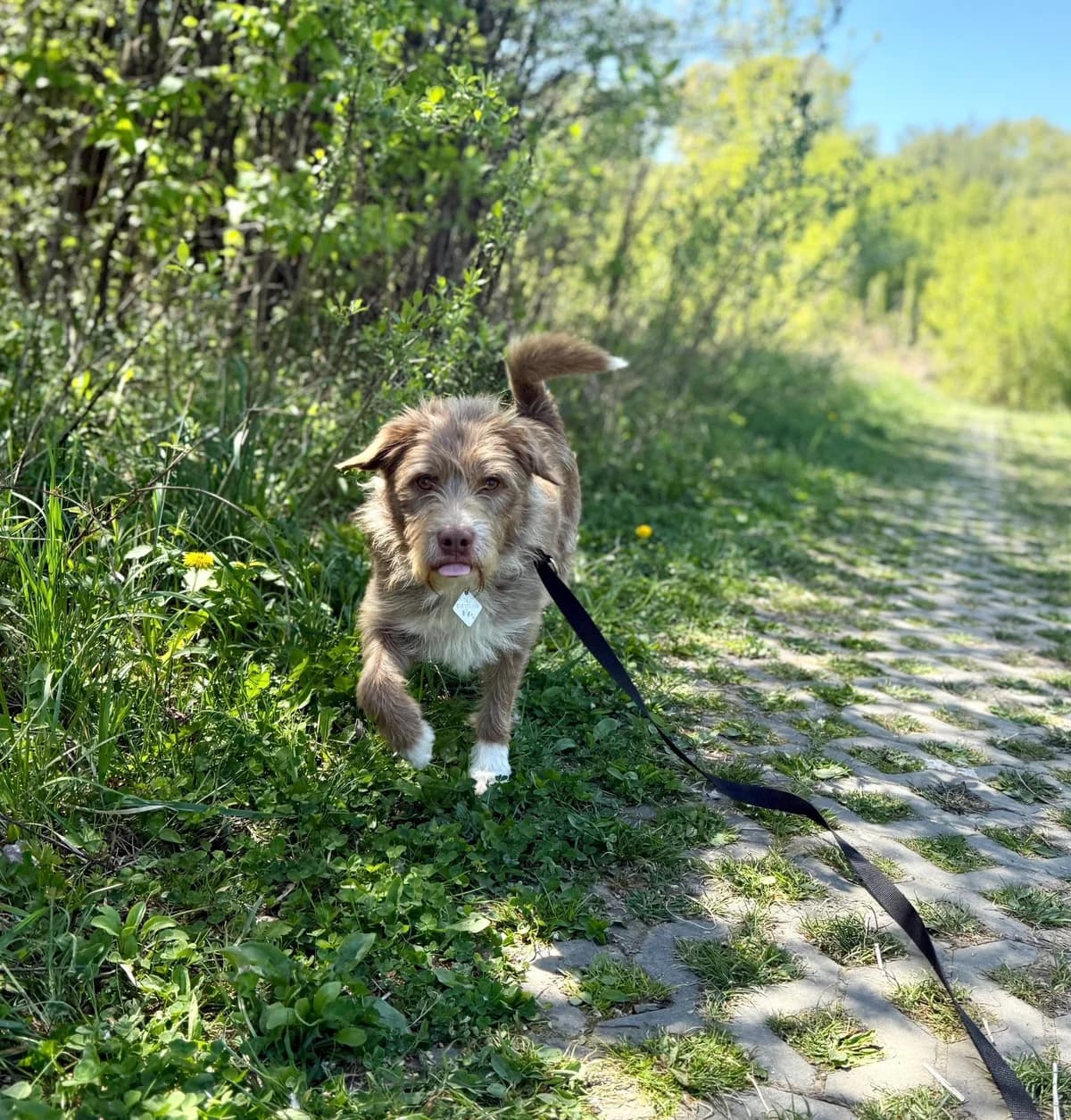 Amor, Mixed Breed (Schronisko dla Zwierząt RSOZ w Rzeszowie)