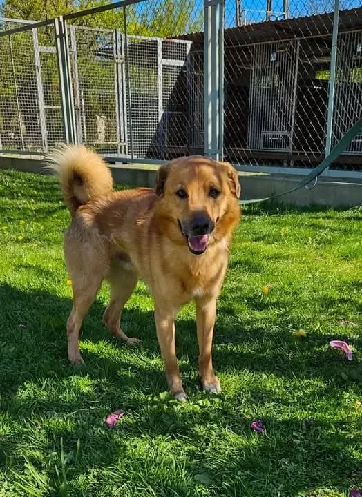 Ares, male Mixed Breed for adoption at Schronisko dla Zwierząt RSOZ w Rzeszowie, Rzeszów