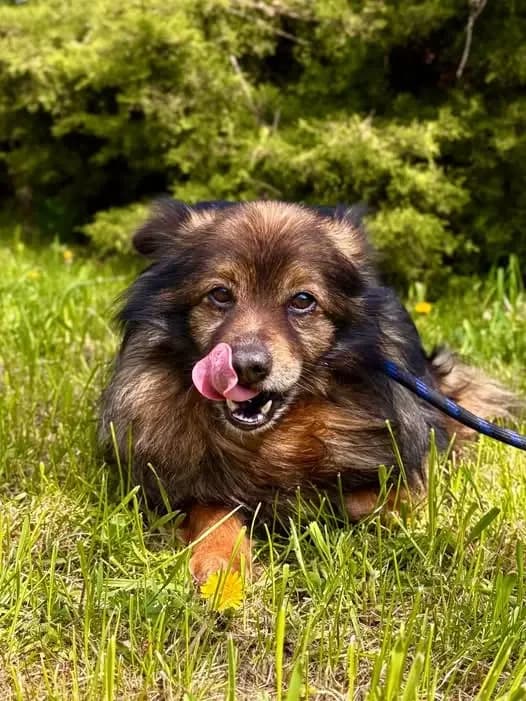 Atos, male senior Mixed Breed for adoption at Schronisko dla Zwierząt RSOZ w Rzeszowie, Rzeszów