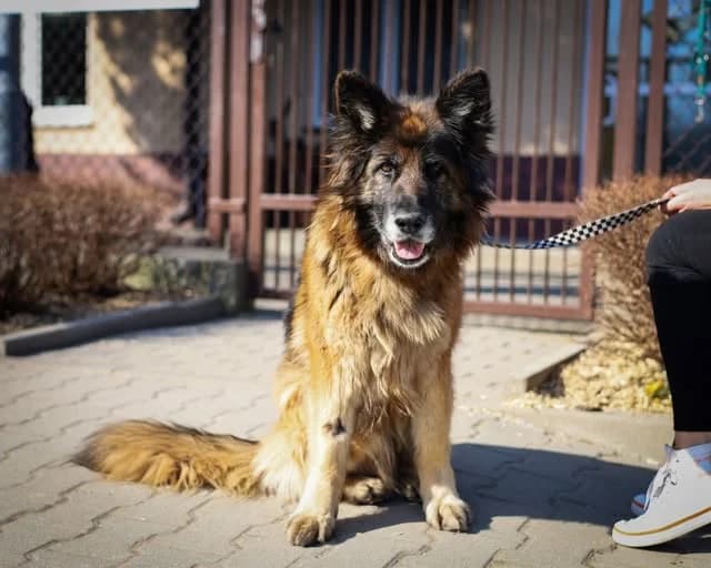 Bajka,  senior Mixed Breed for adoption at Schronisko dla Zwierząt RSOZ w Rzeszowie, Rzeszów