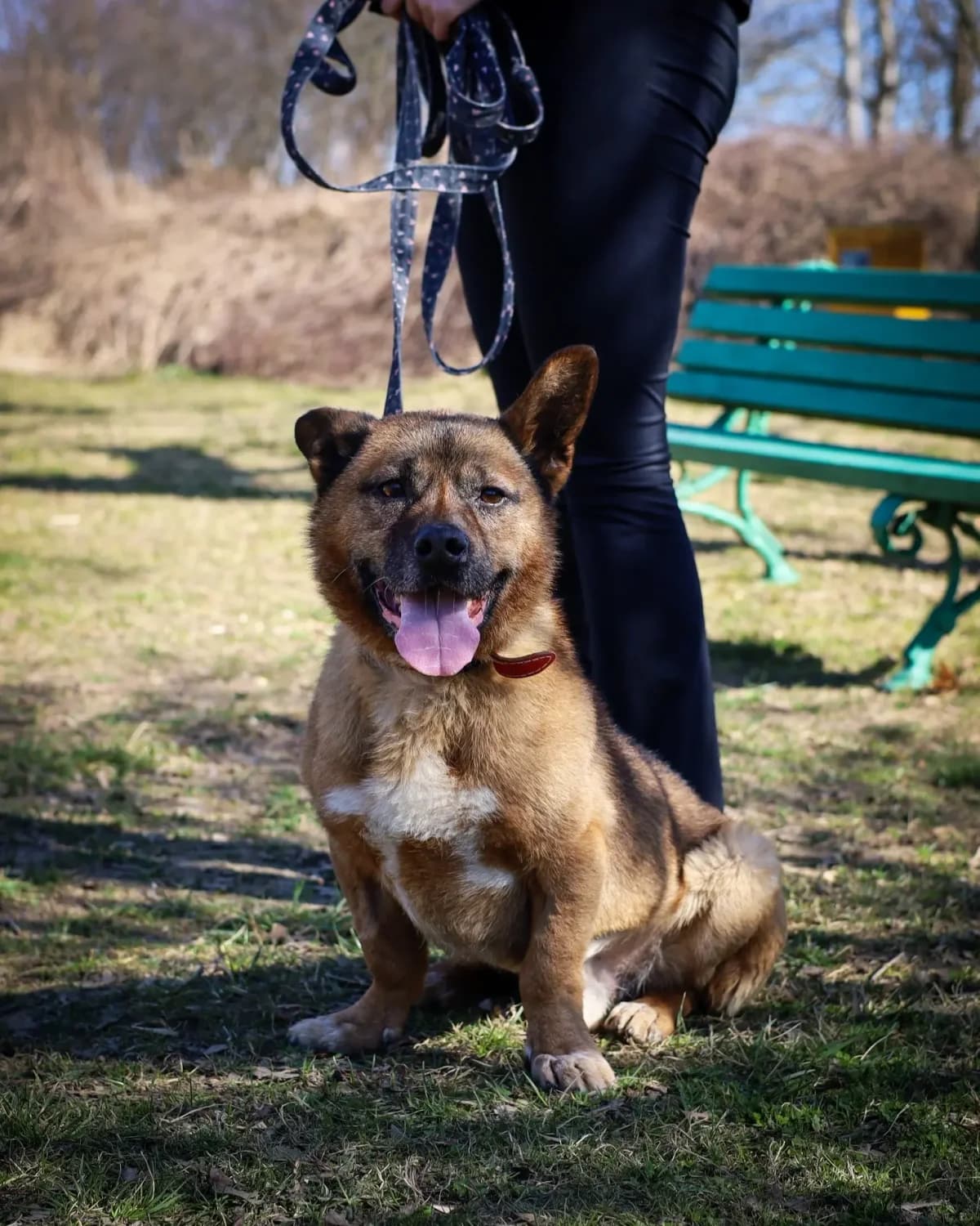 Bendżi,  senior Mixed Breed for adoption at Schronisko dla Zwierząt RSOZ w Rzeszowie, Rzeszów