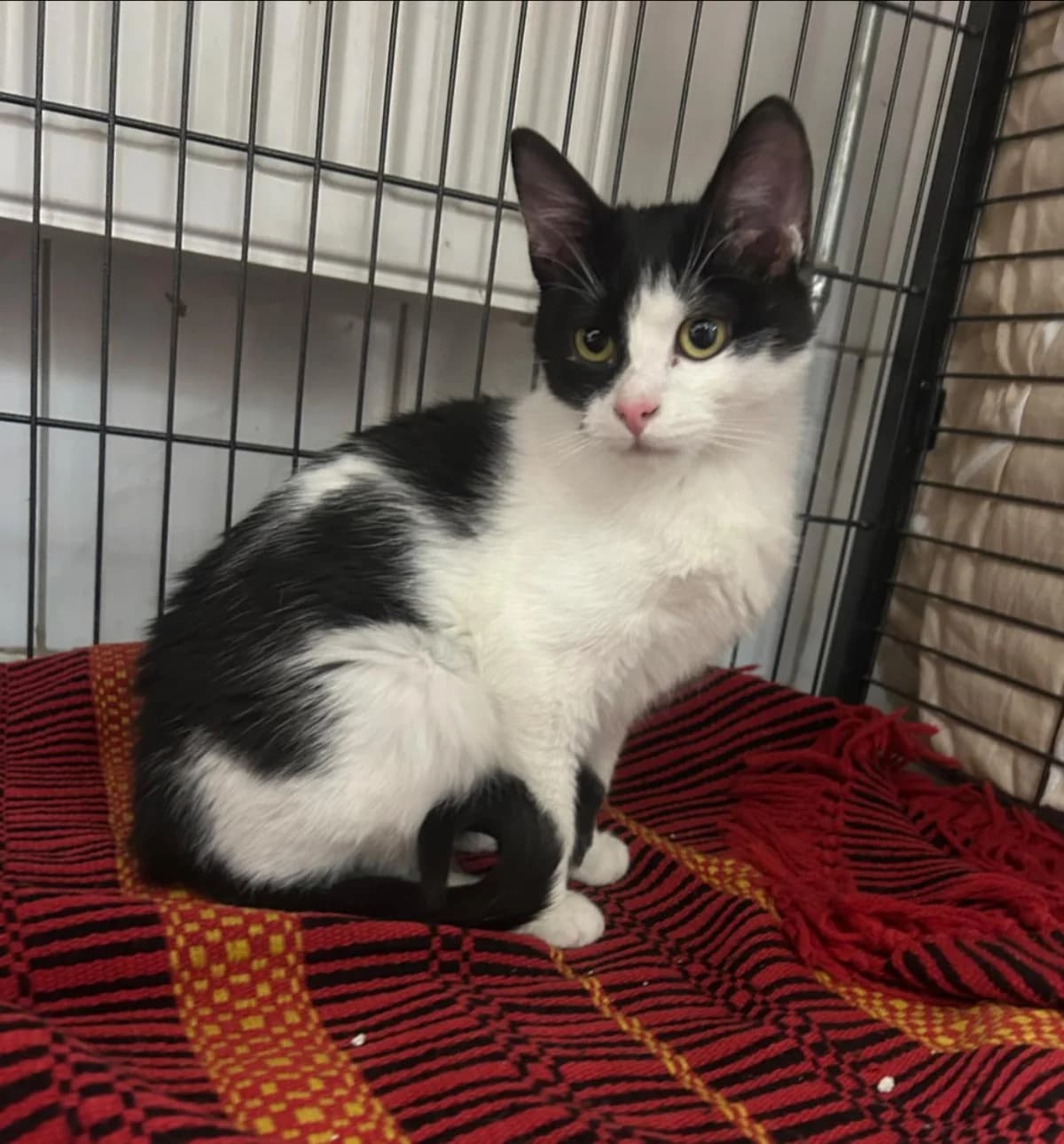 Brokat, not specified male Mixed Breed for adoption at Schronisko dla Zwierząt RSOZ w Rzeszowie, Rzeszów