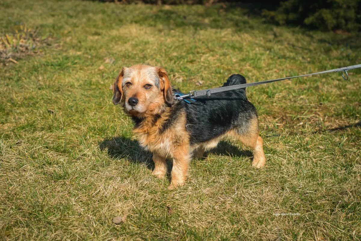 Bruno, male Mixed Breed for adoption at Schronisko dla Zwierząt RSOZ w Rzeszowie, Rzeszów
