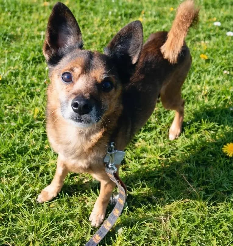 Buziak,  senior Mixed Breed for adoption at Schronisko dla Zwierząt RSOZ w Rzeszowie, Rzeszów