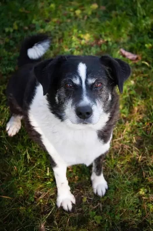 Cezar, male senior Mixed Breed for adoption at Schronisko dla Zwierząt RSOZ w Rzeszowie, Rzeszów