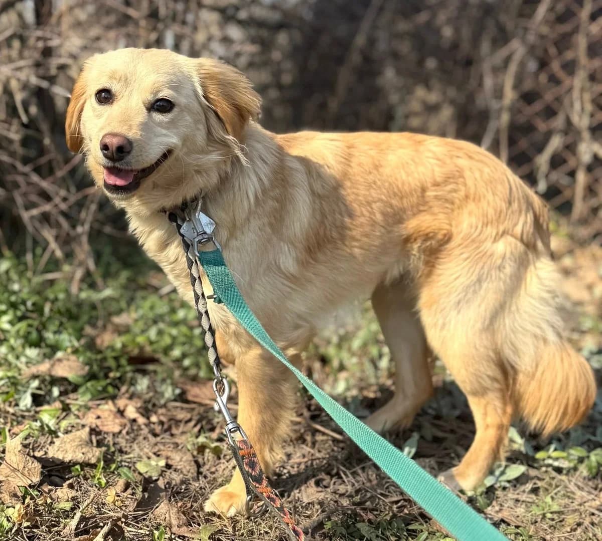 Czika, male puppy Mixed Breed for adoption at Schronisko dla Zwierząt RSOZ w Rzeszowie, Rzeszów