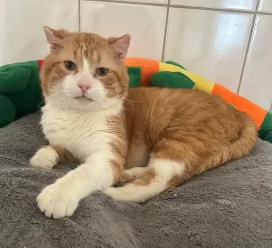 Dexter,  senior Mixed Breed for adoption at Schronisko dla Zwierząt RSOZ w Rzeszowie, Rzeszów