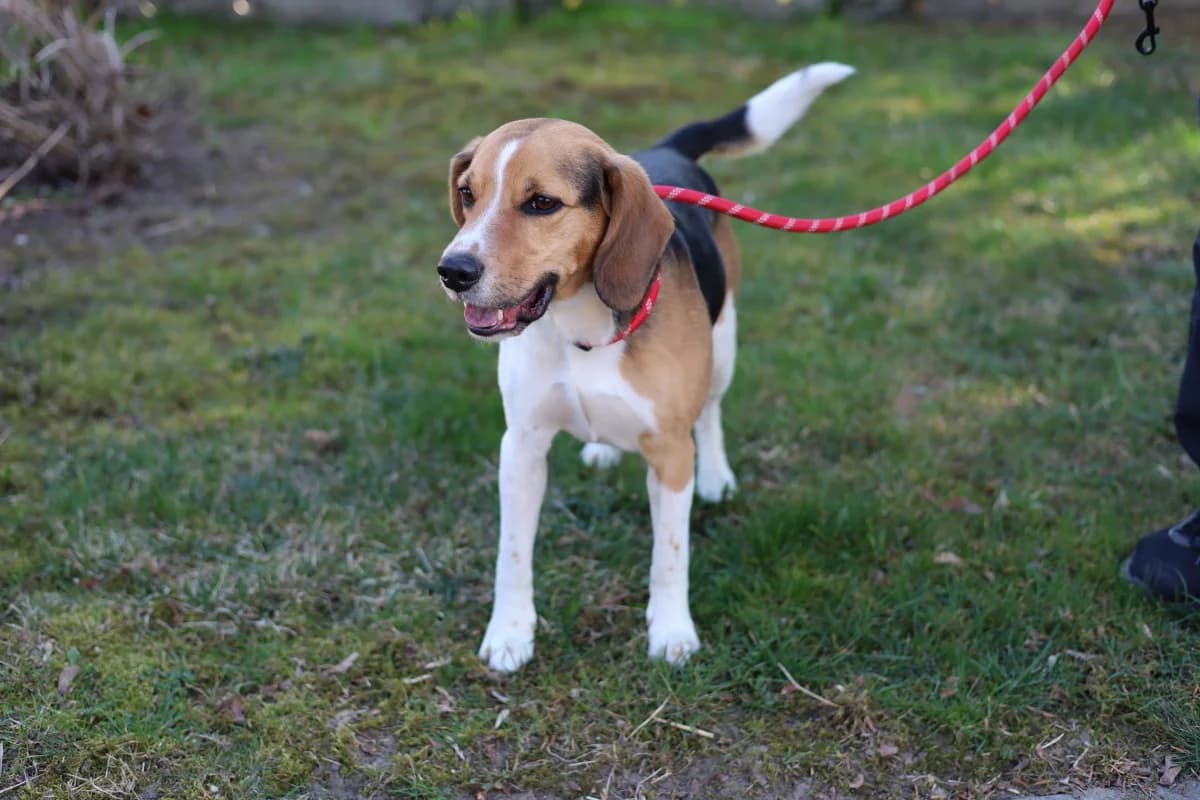 Diego, male Mixed Breed for adoption at Schronisko dla Zwierząt RSOZ w Rzeszowie, Rzeszów