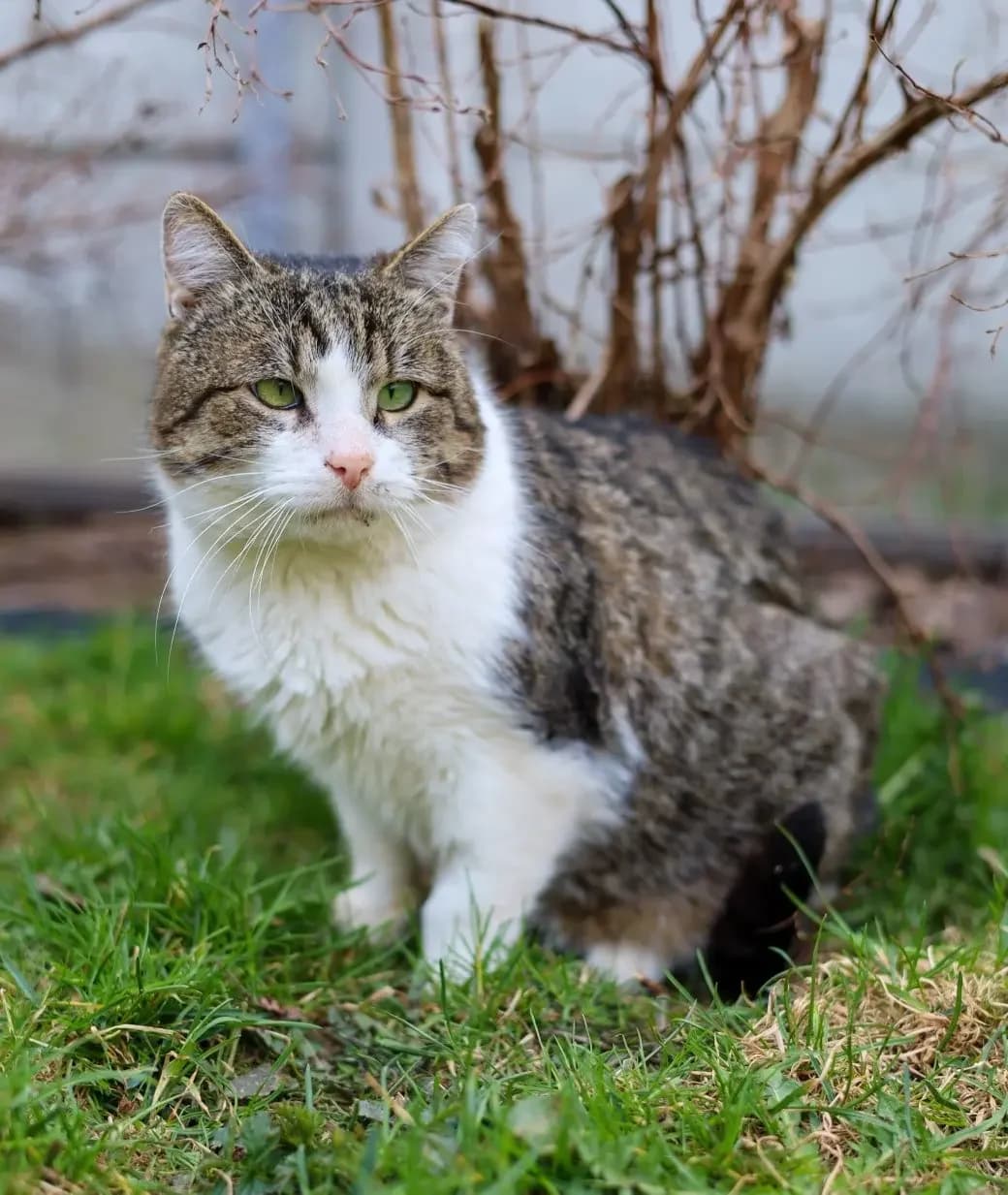 Dukat,  senior Mixed Breed for adoption at Schronisko dla Zwierząt RSOZ w Rzeszowie, Rzeszów