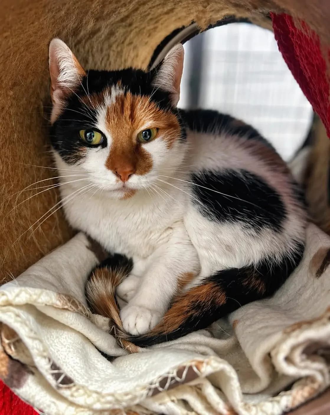 Gama,  senior Mixed Breed for adoption at Schronisko dla Zwierząt RSOZ w Rzeszowie, Rzeszów