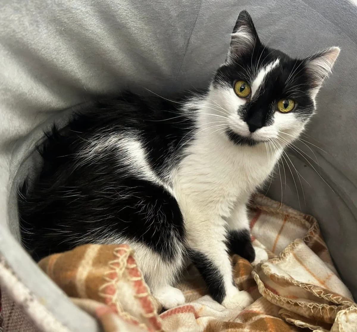 Gienia, female Mixed Breed for adoption at Schronisko dla Zwierząt RSOZ w Rzeszowie, Rzeszów